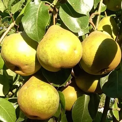 Груша ПЛАТОНОВСКАЯ  Груша ПЛАТОНОВСКАЯ в Коломне