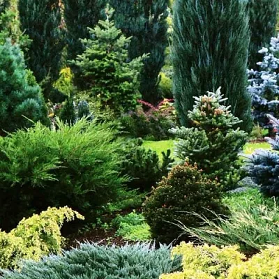 Хвойные растения  Хвойные растения в Коломне