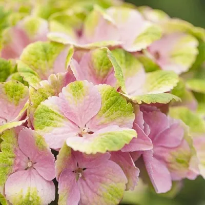 Гортензия МЭДЖИКАЛ КРИСТАЛЛ крупнолистная в Коломне