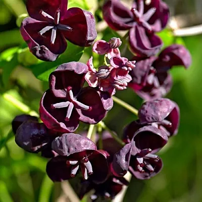 Акебия ПЯТЁРНАЯ  в Коломне