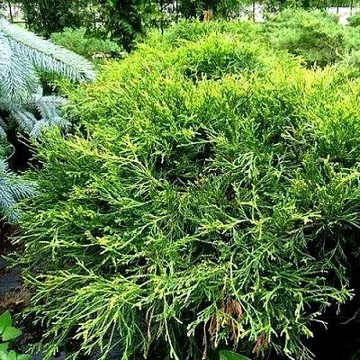 Кипарисовик ФИЛИФЕРА АУРЕА ВАРИЕГАТТА горохоплодный  Кипарисовик ФИЛИФЕРА АУРЕА ВАРИЕГАТТА горохоплодный в Коломне