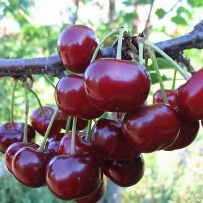 Вишня НОРД СТАР  Вишня НОРД СТАР в Коломне