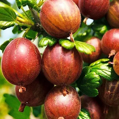 Крыжовник ШЕРШНЕВСКИЙ  Крыжовник ШЕРШНЕВСКИЙ в Коломне