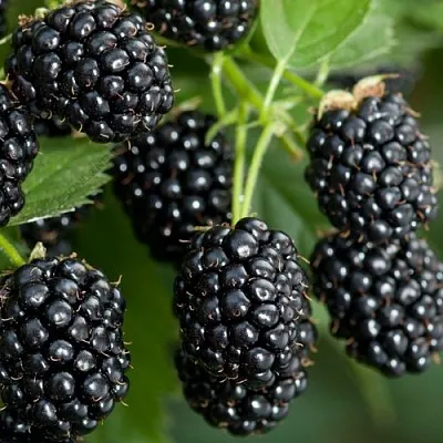 Ежевика ЧЕРНАЯ МАГИЯ ремонтантная  Ежевика ЧЕРНАЯ МАГИЯ ремонтантная в Коломне