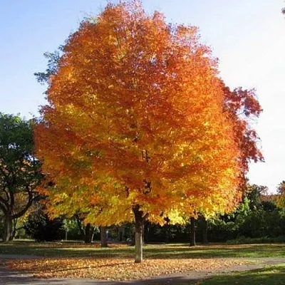 Клен серебристый  Клен серебристый в Коломне