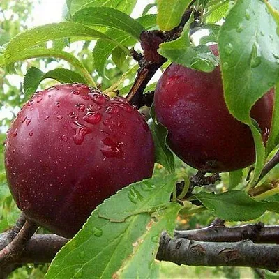 Слива КЛЕОПАТРА в Коломне