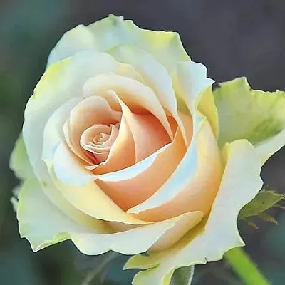 Саженцы роз ТАЛЕЯ чайно-гибридная в Коломне