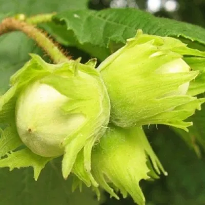 Фундук КАТАЛОНСКИЙ в Коломне