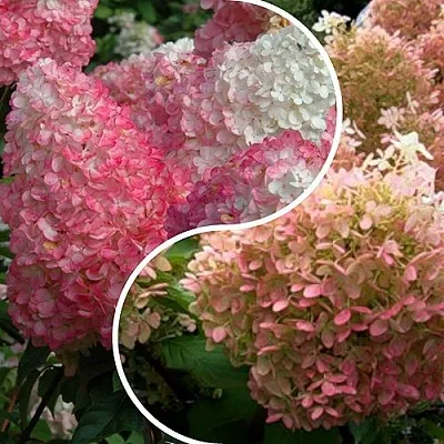 Комплект МАЛИНОВЫЙ ЗАКАТ в Коломне