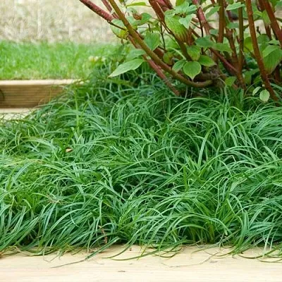 Осока БИТЛЗ в Коломне