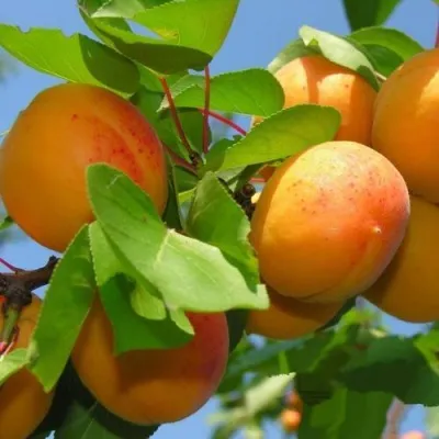 Абрикос КИЕВСКИЙ РАННИЙ в Коломне