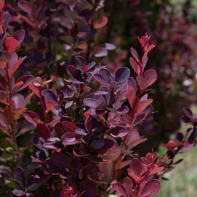 Барбарис ХЕЛМОНД ПИЛЛАР тунберга в Коломне