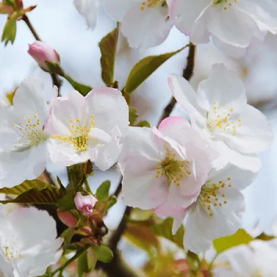 Вишня ОКАМЕ  Вишня ОКАМЕ в Коломне