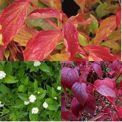 Комплект СЕВЕРНОЕ СИЯНИЕ в Коломне