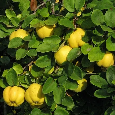 Айва  Айва в Коломне