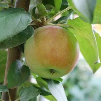 Яблоня ПОДСНЕЖНИК стелющаяся  Яблоня ПОДСНЕЖНИК стелющаяся в Коломне