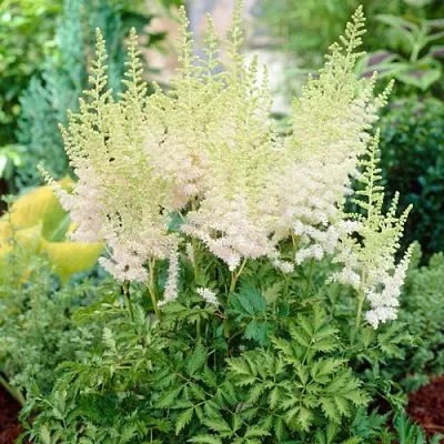 Астильба МИЛК ЭНД ХАНИ китайская в Коломне