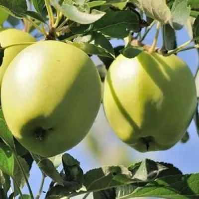 Яблоня САХАРНАЯ  Яблоня САХАРНАЯ в Коломне