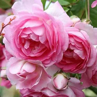 Саженцы роз ЖАСМИНА плетистая в Коломне