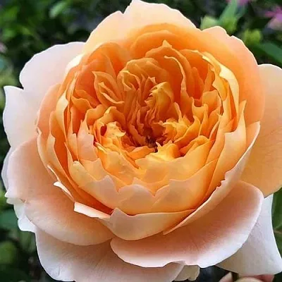 Саженцы роз ЭФФИ чайно-гибридная в Коломне