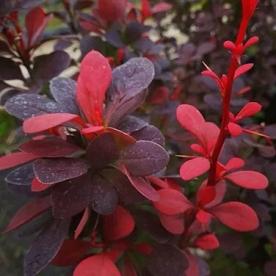 Барбарис РЕД ПИЛЛАР тунберга в Коломне