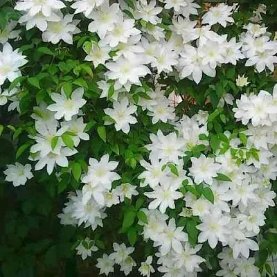 Клематис ТОКИ  Клематис ТОКИ в Коломне