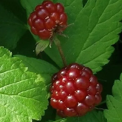 Княженика КЛОН  Княженика КЛОН в Коломне