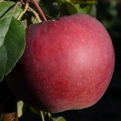 Яблоня БЕЛОРУССКОЕ СЛАДКОЕ в Коломне