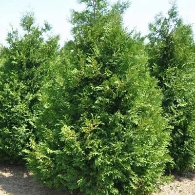 Туя ВАКСЕН западная  Туя ВАКСЕН западная в Коломне