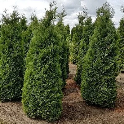 Туя ХОЛМСТРУП западная  Туя ХОЛМСТРУП западная в Коломне