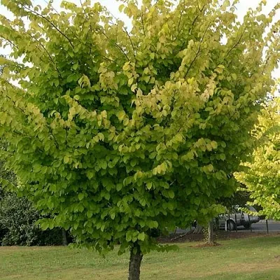 Вяз обыкновенный  Вяз обыкновенный в Коломне