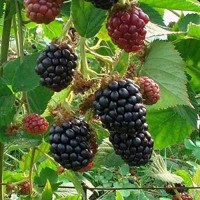 Ежевика ЧЕСТЕР бесшипная  Ежевика ЧЕСТЕР бесшипная в Коломне