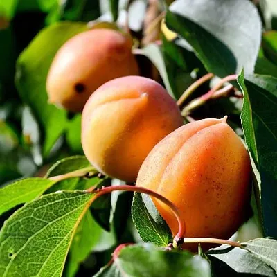 Абрикос БАЙ  Абрикос БАЙ в Коломне