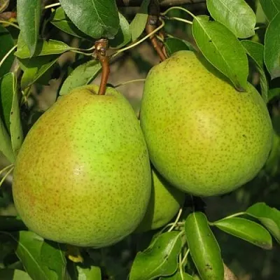 Груша НАЙТ-ВЕРТ колонновидная  Груша НАЙТ-ВЕРТ колонновидная в Коломне