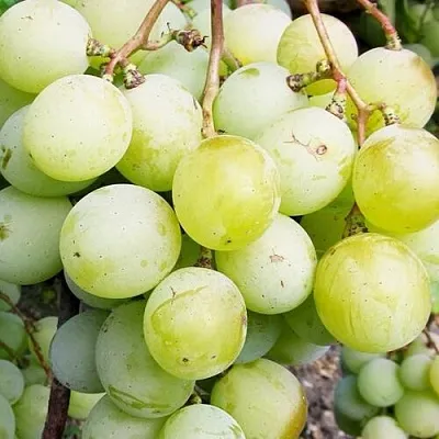 Виноград КЕША МУСКАТ  Виноград КЕША МУСКАТ в Коломне