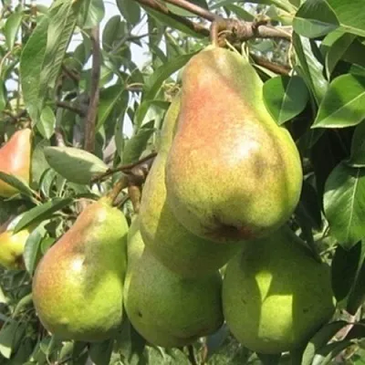 Груша ДЕЛЬБАРЬЮ  Груша ДЕЛЬБАРЬЮ в Коломне