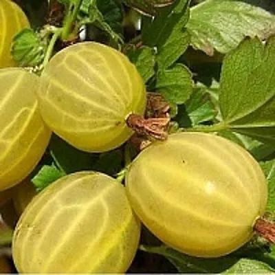 Крыжовник ЯРОВОЙ  Крыжовник ЯРОВОЙ в Коломне