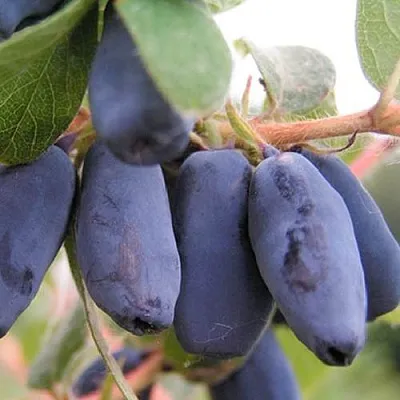 Жимолость съедобная ЛАКОМКА в Коломне