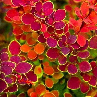 Барбарис ОРАНЖ САНРАЙЗ тунберга в Коломне