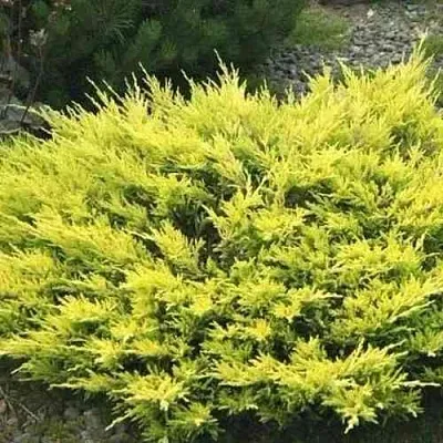 Можжевельник ЛАЙМ ГЛОУ горизонтальный  Можжевельник ЛАЙМ ГЛОУ горизонтальный в Коломне