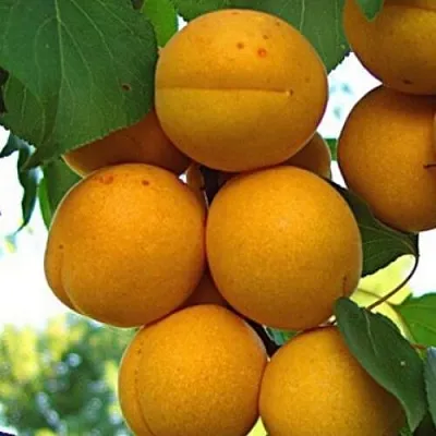 Абрикос ОНТАРИО  Абрикос ОНТАРИО в Коломне