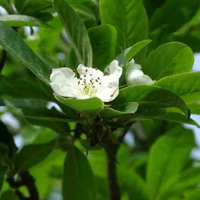 МУШМУЛА  в Коломне