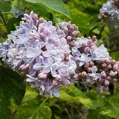 Сирень АУКУБАФОЛИЯ  Сирень АУКУБАФОЛИЯ в Коломне