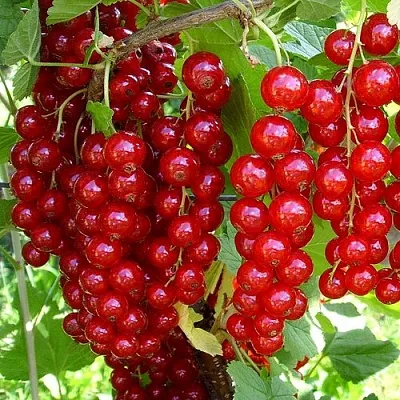 Смородина красная ЙОНКЕР ВАН ТЕТС  Смородина красная ЙОНКЕР ВАН ТЕТС в Коломне