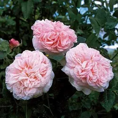 Саженцы роз КЛЭР РОУЗ английская в Коломне