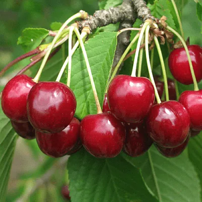 Черешня ГРОНКОВАЯ  Черешня ГРОНКОВАЯ в Коломне