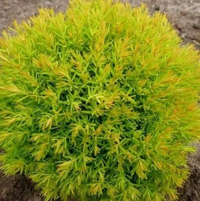 Туя АННИЕК западная  Туя АННИЕК западная в Коломне