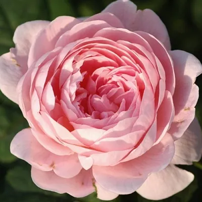 Саженцы роз КУИН ОФ СУИДЕН английская  Саженцы роз КУИН ОФ СУИДЕН английская в Коломне