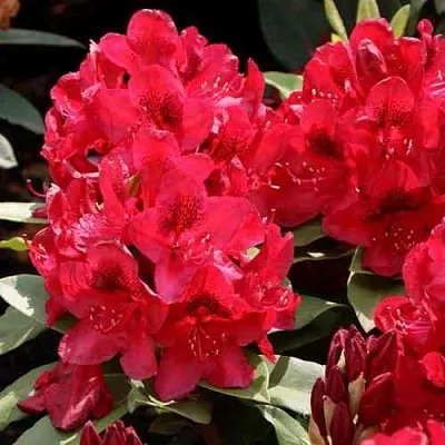 Рододендрон МАТАДОР  Рододендрон МАТАДОР в Коломне