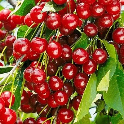 Вишня БРУСНИЦЫНА степная  Вишня БРУСНИЦЫНА степная в Коломне